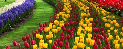Tulip Flower Garden