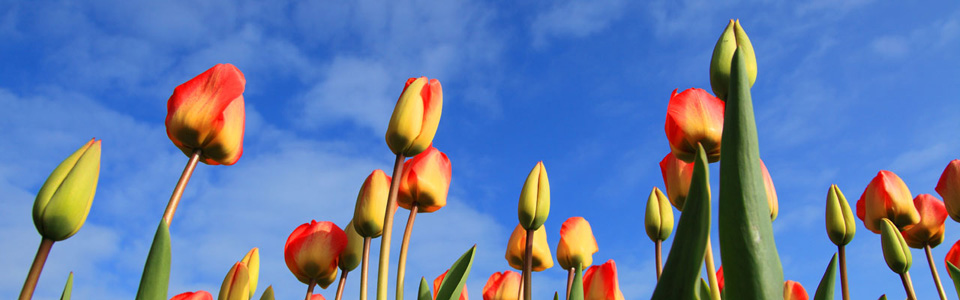 Tulip and Sky